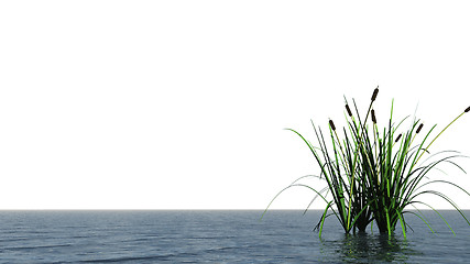 Image showing water and reed