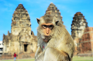 Image showing Portrait of a Monkey