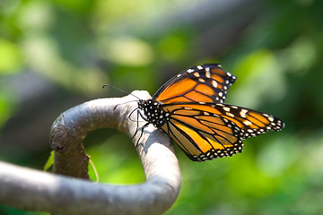 Image showing Closeup of monarch butterfly on a branch