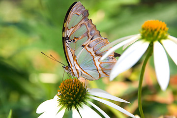 Image showing Multicolored butterfly