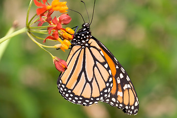 Image showing Profile of monarch butterfly feeding
