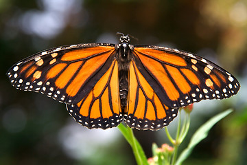 Image showing Closeup of monarch butterfly with wings spread