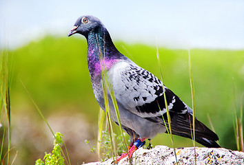 Image showing Pigeon sitting on rock in park with blurry background