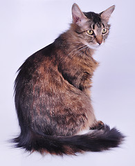 Image showing beautiful gray mixed-breed pregnant cat