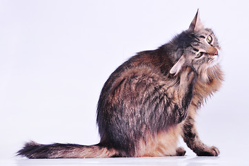 Image showing beautiful gray pregnant cat scratching her ear