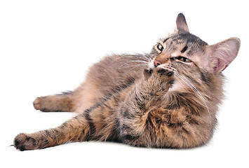 Image showing beautiful grey mixed-breed pregnant cat licking her paw