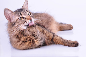 Image showing beautiful gray mixed-breed pregnant cat cleaning-up