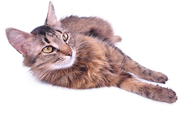 Image showing beautiful grey mixed-breed pregnant cat relaxing