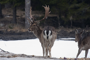 Image showing fallow deer