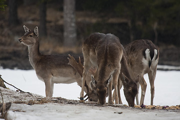 Image showing feeding fallow deer