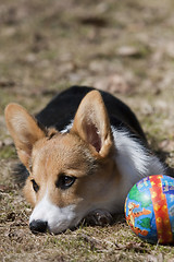 Image showing puppy with ball