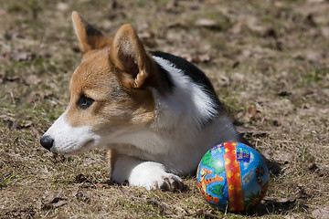 Image showing puppy