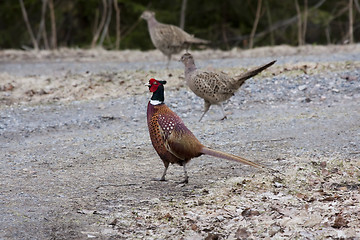 Image showing male pheasant with hens