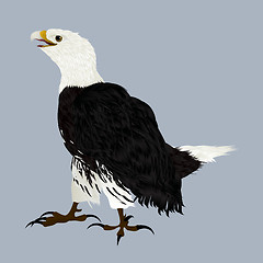 Image showing American eagle