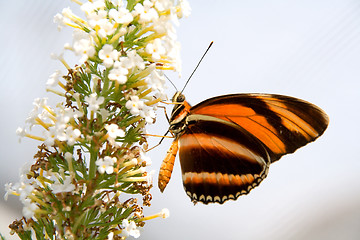 Image showing Orange and black butterfly on white flower