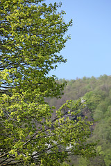 Image showing Fresh green leaves on a tree