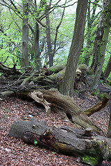 Image showing Fallen trees on a forest floor