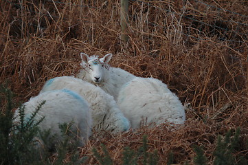 Image showing sheep