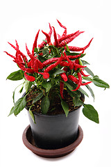 Image showing red hot chili plant 