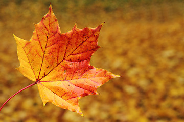 Image showing autumn leaves natural background