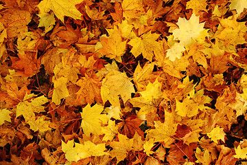 Image showing autumn leaves natural background