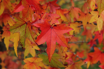 Image showing autumn leaves natural background