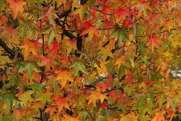 Image showing autumn leaves natural background