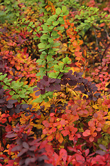Image showing autumn leaves natural background