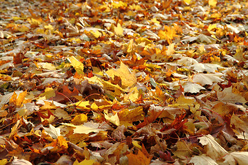 Image showing autumn leaves natural background