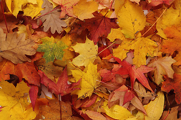 Image showing autumn leaves natural background