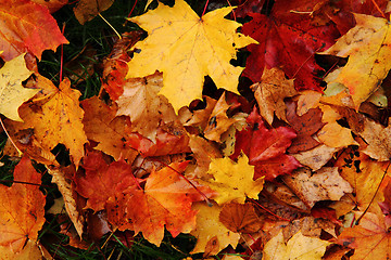 Image showing autumn leaves natural background