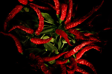 Image showing red hot chili plant 