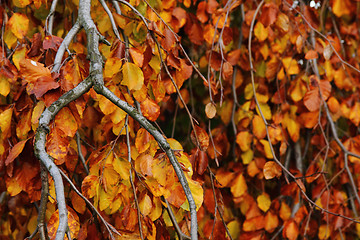 Image showing autumn leaves natural background