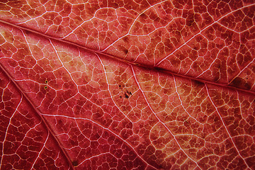 Image showing autumn leaf natural background