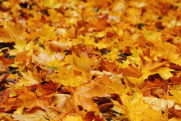 Image showing autumn leaves natural background