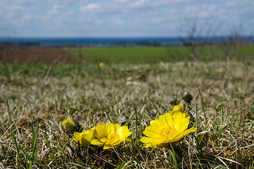 Image showing Yellow flower beauty