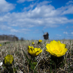 Image showing Pheasant´s Eye flower closeup