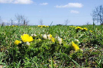 Image showing Yellow spring flowers