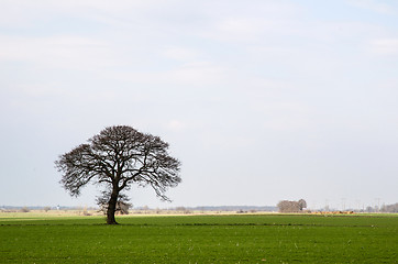 Image showing Bare and lone tree at green field