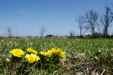 Image showing Yellow spring flowers and blue sky