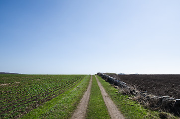 Image showing Dirt road at green field