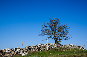 Image showing Lone tree at a hill