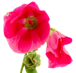 Image showing mallow flower red plant bloom isolated on white 