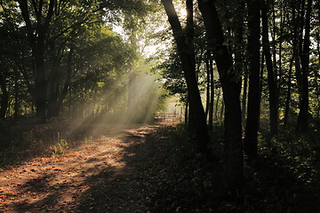 Image showing Forest path