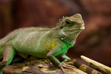 Image showing Iguana