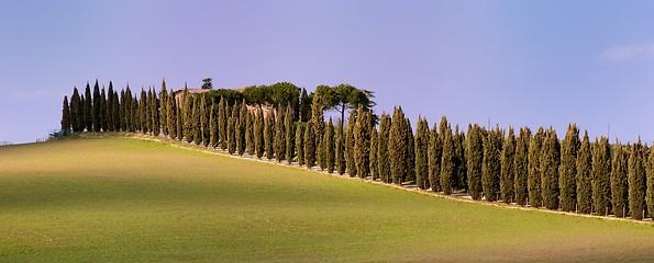 Image showing Country Aveneu (Tuscany)