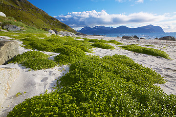 Image showing Scenic beach on Lofoten