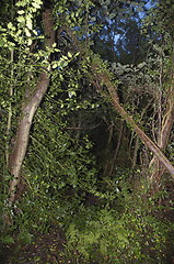 Image showing a forest