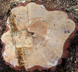 Image showing Growth rings