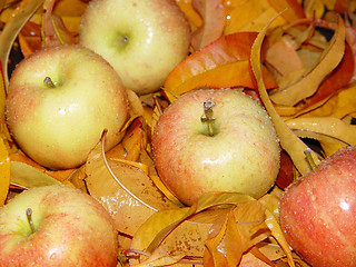 Image showing Apples